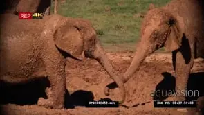 [2] African Elephants Mud Bathing
