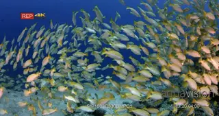 A wide angle shot moving into through and out of schooling bluestripe snappers to the.