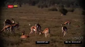A Herd of Springboks grazing