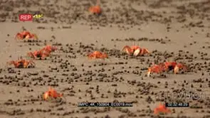 MS shot of feeding red crabs, ghost crab scurrying sideways across Isla de la Plata beach.