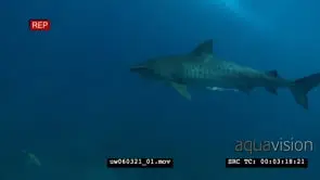 Tiger Shark with Remora Fish swimming underwater in ocean passing through a school of.