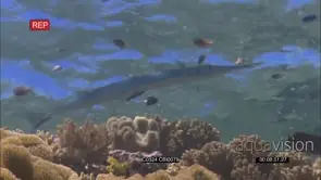 Marlin at cleaning station as Bluestreak cleaner wrasse clean various fishes swimming.