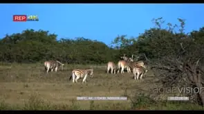 Two zebras fighting and necking one another while while rest of the herd grazing and.