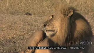 African Lion Cubs play fighting, Cecil Male Lion looking on