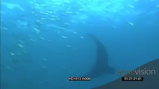 Cape Fur Seal hunting stalking small Sardine baitball UW