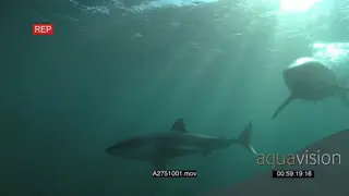 A pair of Great white sharks gently swimming underwater in ocean passing by camera LA 2S.