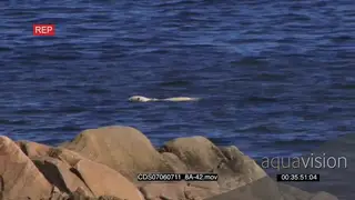 Polar bear swimming in ocean boulders in FG