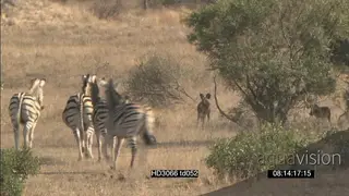 African Wild dog pack hunting stalking Zebra herd charging chasing dogs away Defensive.