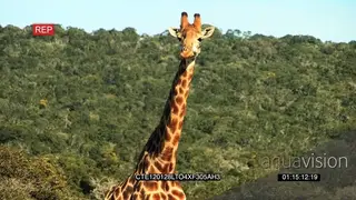 Giraffe standing on bushveld Feeding while looking at camera MS GOOD LIGHT