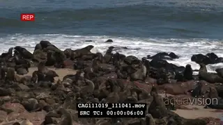 Cape fur seals on rocks in colony GOOD LIGHT WS