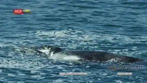 Southern right whale sprays from blowhole