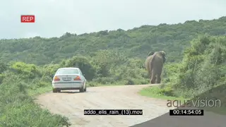 African elephant walking away from vehicle behind on dirt road