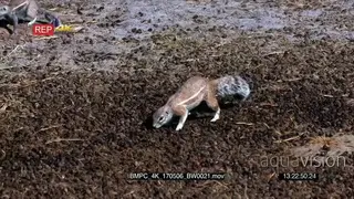Male cape ground squirrel defending territory by chasing an intruder away