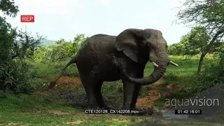 African Elephant bull standing and bud bathing LS PROFILE