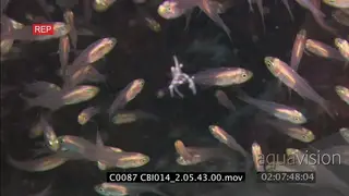Cleaner shrimp floating, fish swimming around ti WS