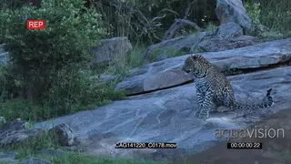 Leopard sitting on a rock LS HAND
