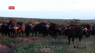 Cape Buffalo herd standing on bushveld looking at camera WS