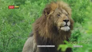 Big male lion standing facing towards camera