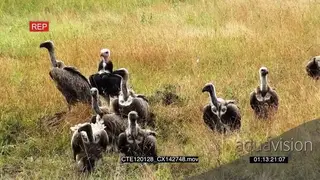 Cape Vulture flock with a White-headed Vulture walking and looking around on bushveld WS.