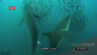 Dusky Sharks and Common Dolphins swimming with Sardines underwater in ocean and Cape.