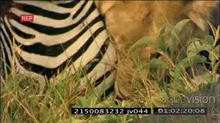 Lioness suffocating and killing a Zebra MS