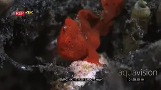 Macro reveal shot of a tiny juvenile orange painted frogfish.
