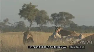 Adult male Lion walking and looking around, Lioness approaching also looking around.