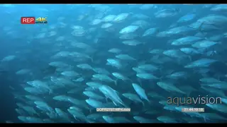 A school of a bluefin trevally fish darting around in the ocean