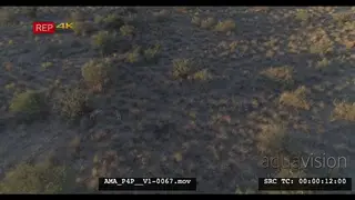 Aerial Drone bushveld African lionesses 2 resting near bush