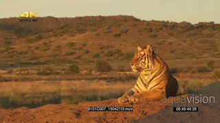 Tiger laying down resting in GOLDEN light PROFILE