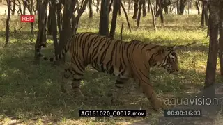 Bengal tiger patrolling territory, hunting green woodland. AmCam