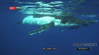 Humpback whale mother and young baby calf at surface CU UW GENERAL BEHAVIOUR