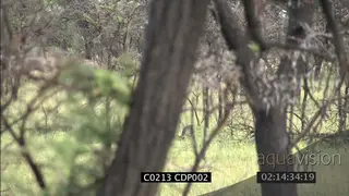 Wildebeest herd flee from predator WS