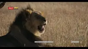 Close up side view shot of the face of a male lion with its black mane licking its mane.