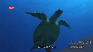 Hawksbill Sea Turtle past camera towards school of Giant Kingfish UW
