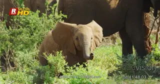 African Elephant calf walking around, blowing through nostrils and looking towards the.