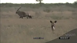 African Wild Dog pack hunting running around stalk Gemsbok
