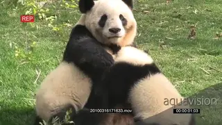 A pair of Giant Panda bear cubs feeding from the Mother WS ZI PAN GENERAL BEHAVIOUR