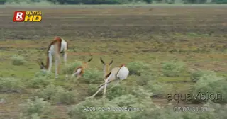 Springbok running and performing pronk.
