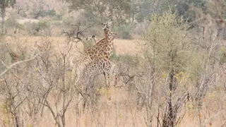 A tower of giraffes standing and a pair neck fighting WS DRY