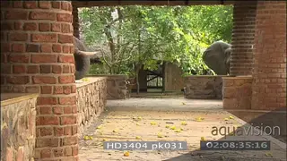 African elephants feeding on mangos around Mfuwe lodge courtyard walking towards camera.