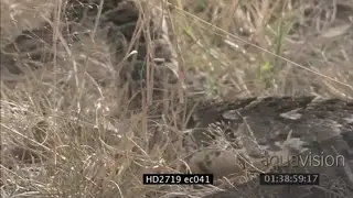 Venomous Puff Adder moving in dry grass MLS ZI MS PAN