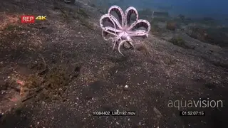 Close up tracking shot of a mimic octopus, octopus sp19.