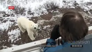 Polar bear sitting looking up at Tourists taking pictures from inside Tour bus