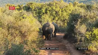 A pair of white rhinos standing and grazing then follows a tourist car WS