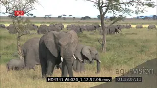 African Elephant mock charging camera on bushveld and herd walking past