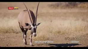 close up wide shot of an elegant Gemsbok, Oryx gazelle walking to the waterhole to drink