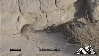 African Rock Python catching and constricting a 2SHOT MWS ZOOM FOCUS PULL MCU