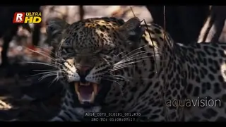Intimidation behaviour of adult Leopard growling and looking towards the camera.