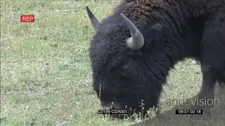 American Bison standing, walking and grazing PAN PROFILE
